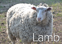 splash-lamb